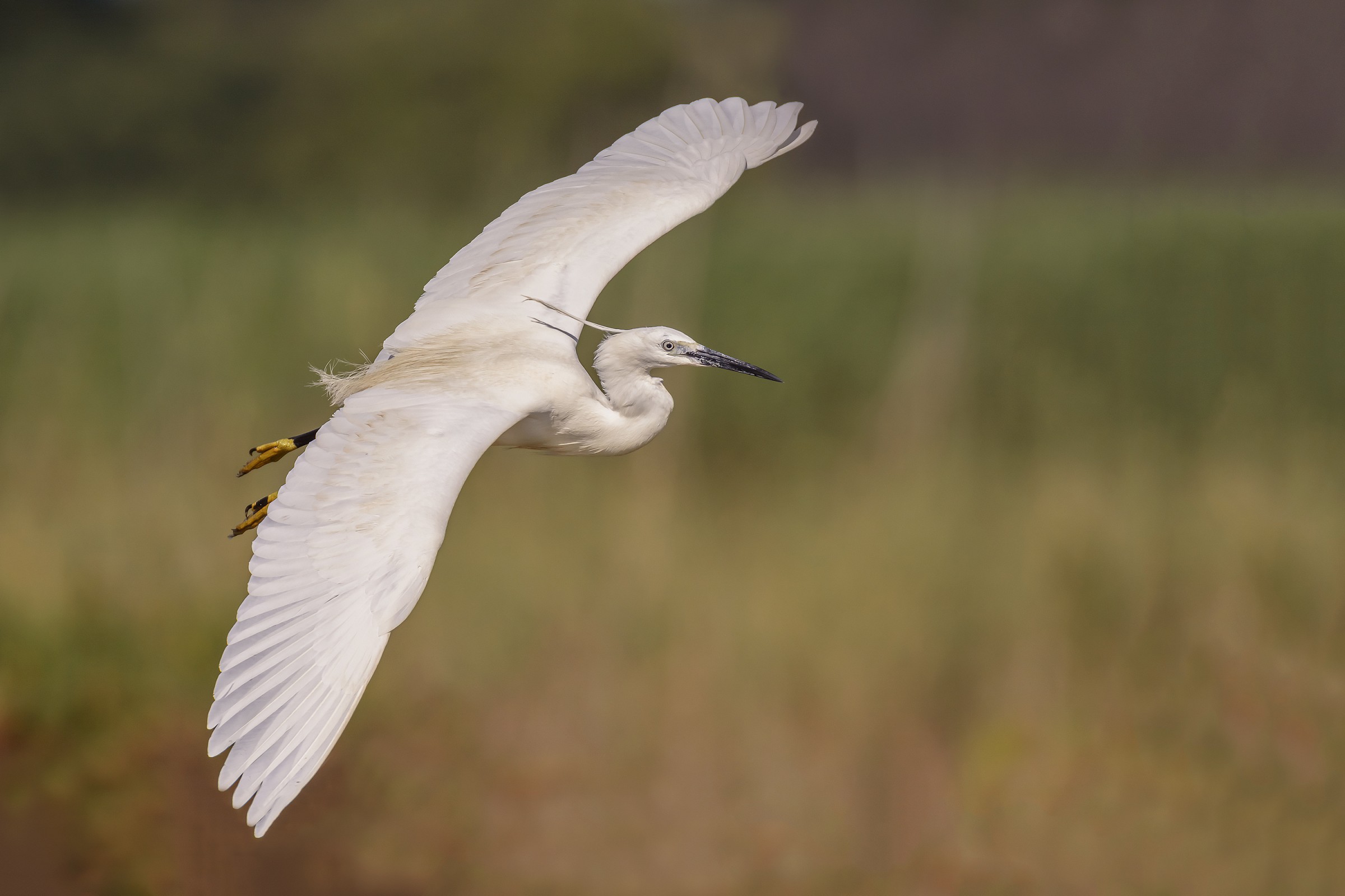 The loveliness of the egret