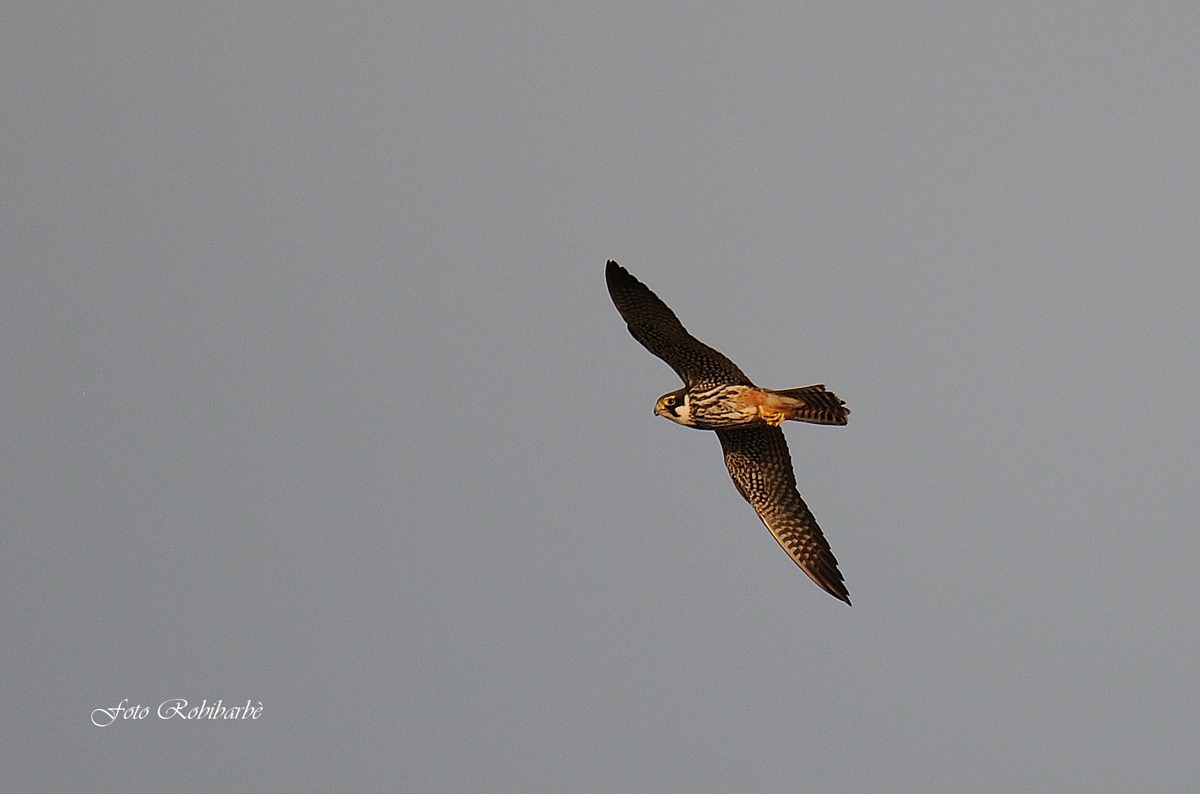Lodolaio...volo al tramonto...