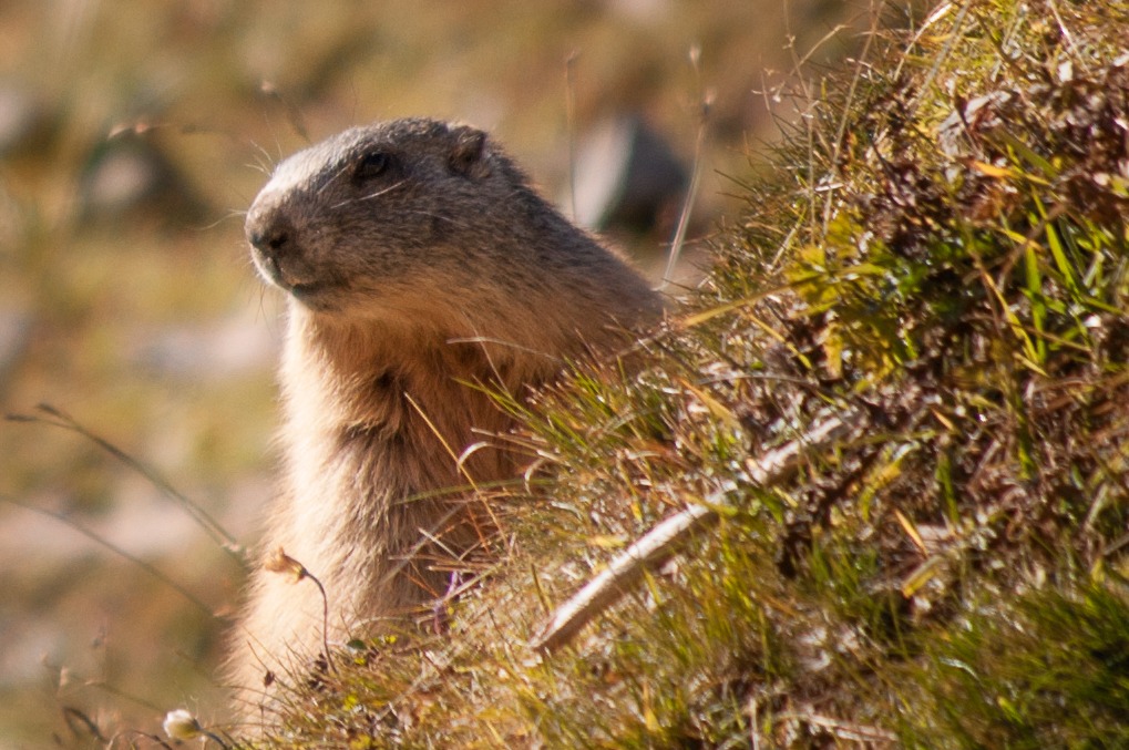 the groundhog pitch S.Pellegrino