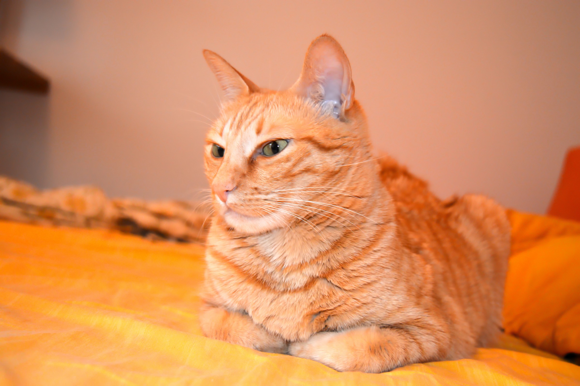 The Queen of the house: D