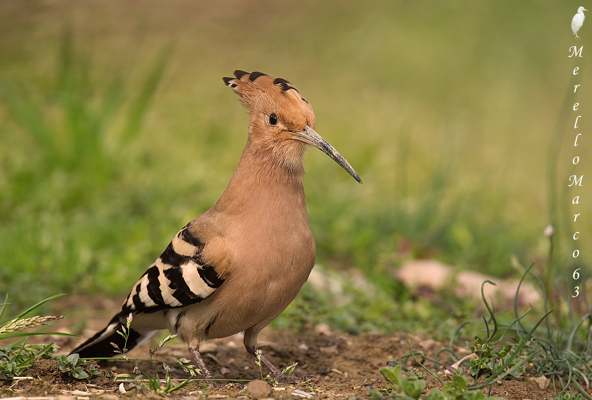 Hoopoe 2015 km 0