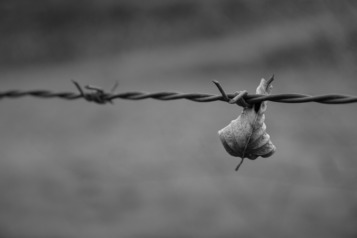 Foglia morta