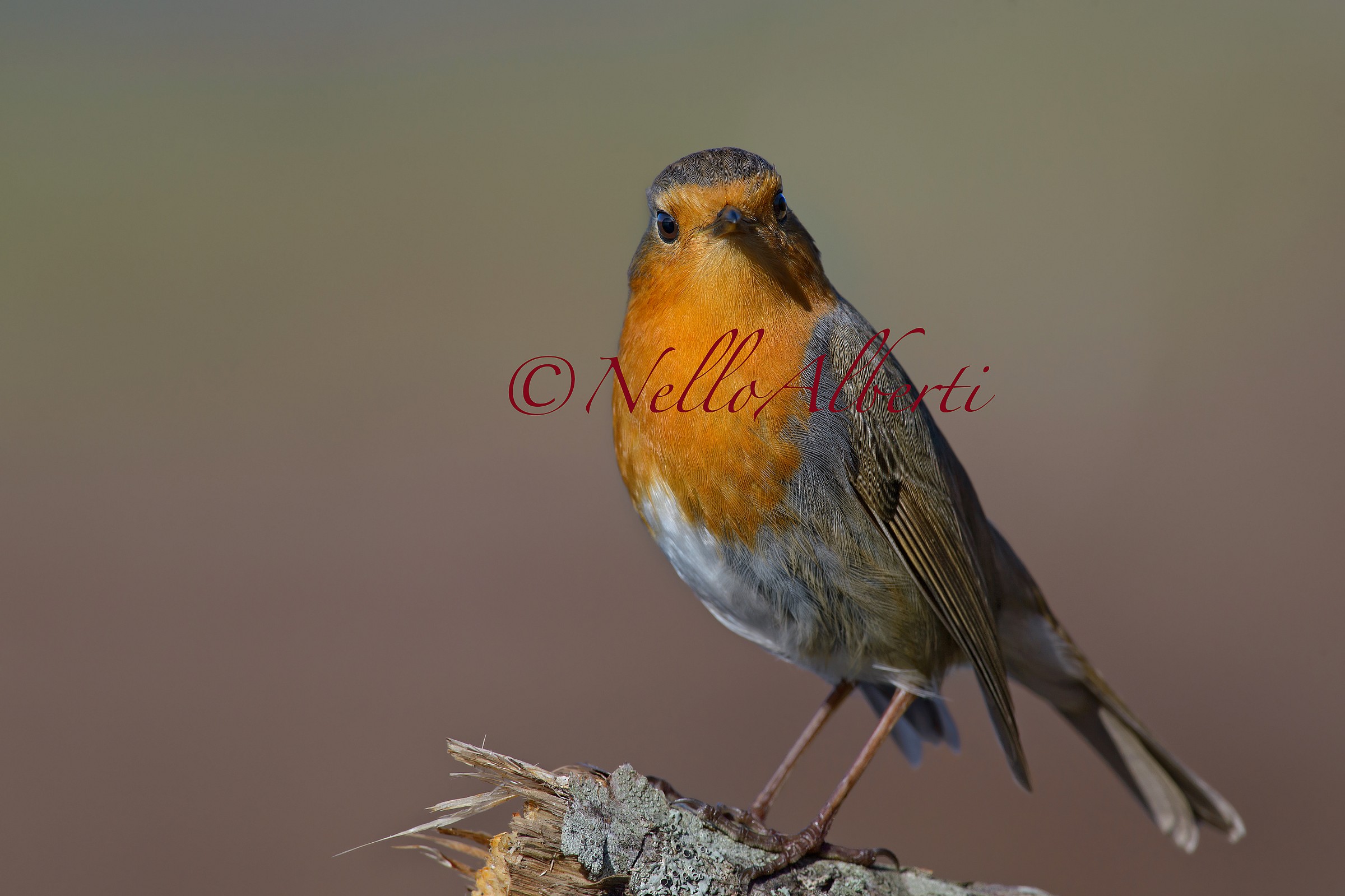 pettirosso in riva alla laguna