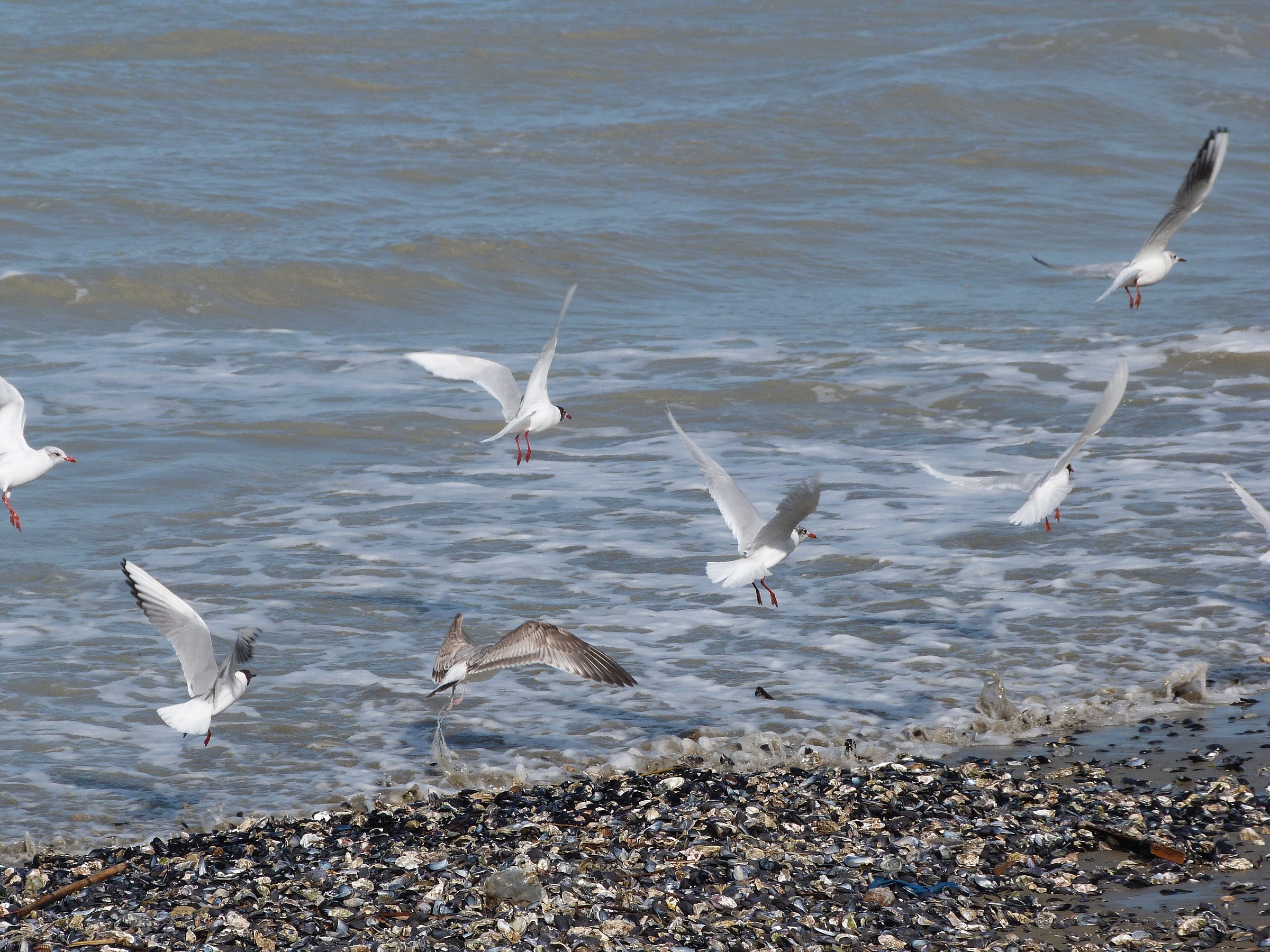 Gulls