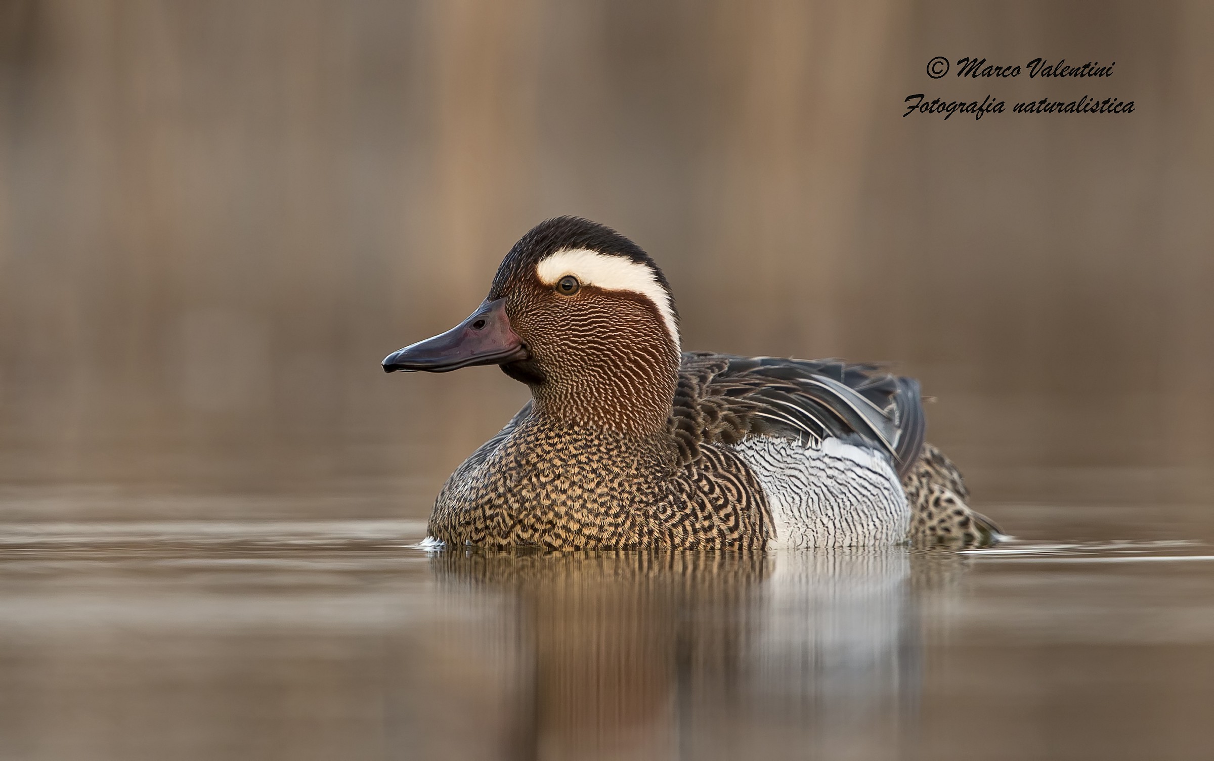 Garganey in late March