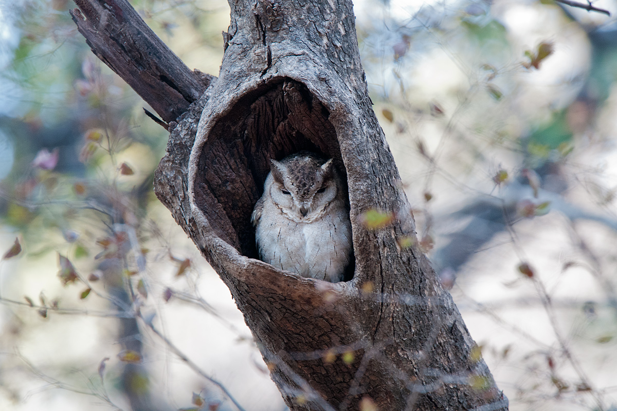 Indian horned owl
