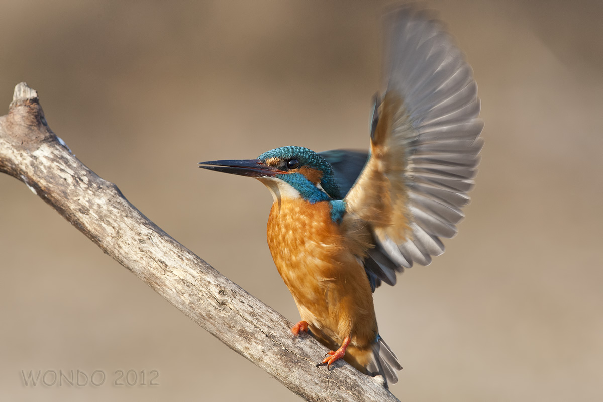 Martin Pescatore3 (Alcedo atthis)