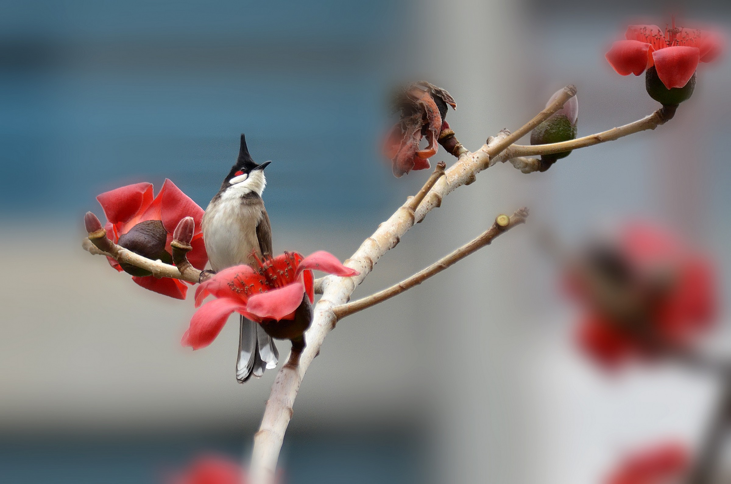 ??? Red-whiskered Bulbul & ?? Cotton Tree !