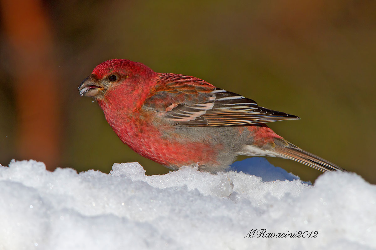 Ciuffolotto delle pinete maschio adulto