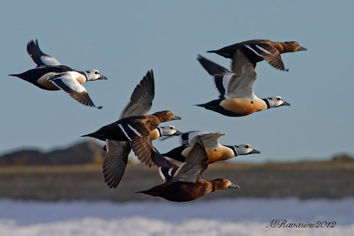 Edredoni di Steller in volo