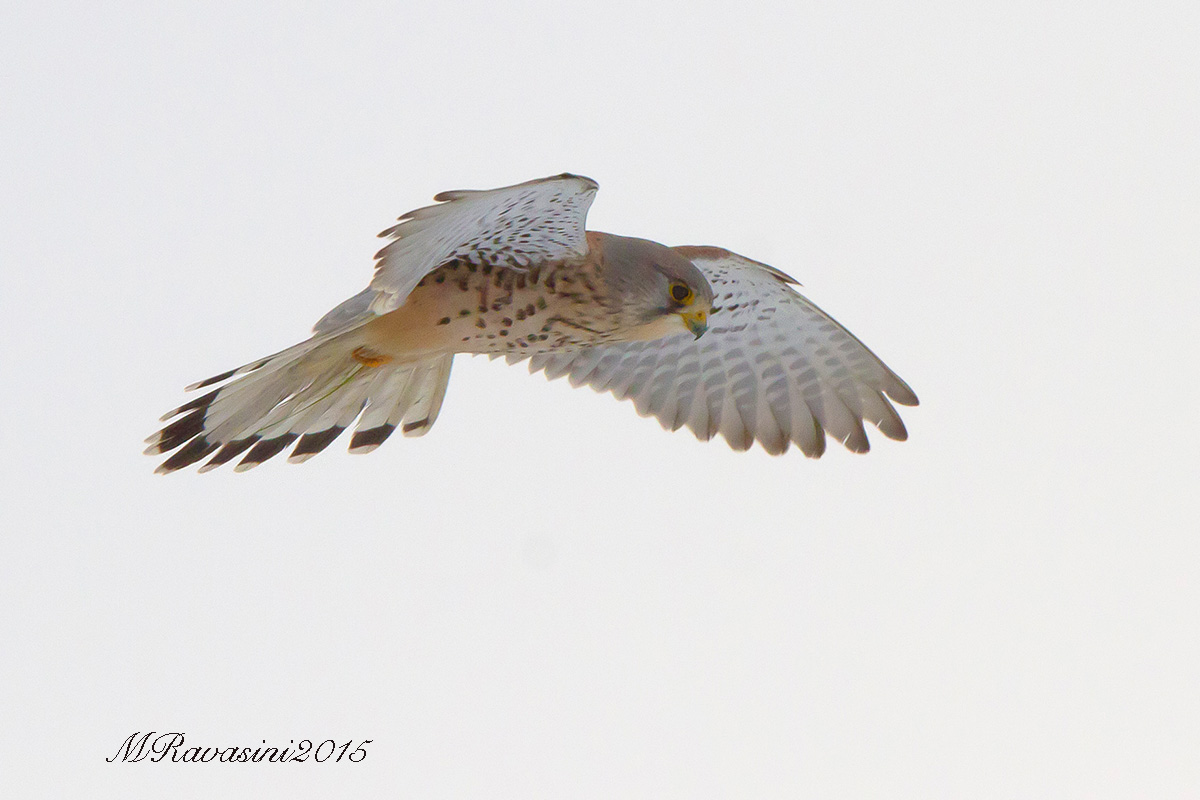 Gheppio maschio. Spirito Santo nella nebbia.