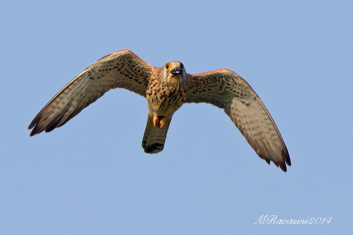 Grillaio femmina con coleottero