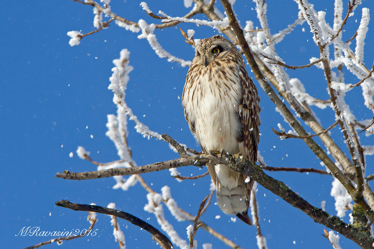 E scende la galaverna...Gufo di palude