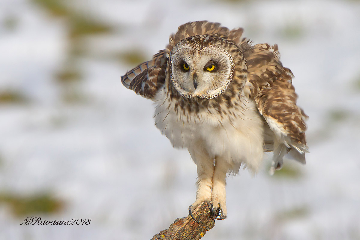 Gufo di palude. La sgrullata