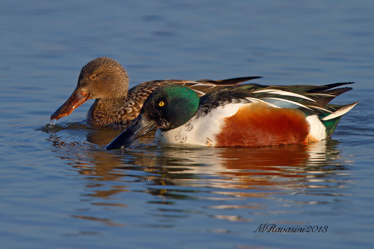 Mestoloni, coppia al tramonto