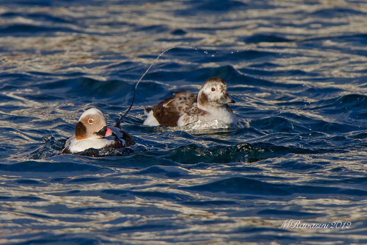 Morette codone. Come dire ti amo con l'acqua...