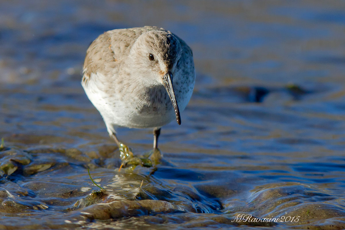 Piovanello pancianera