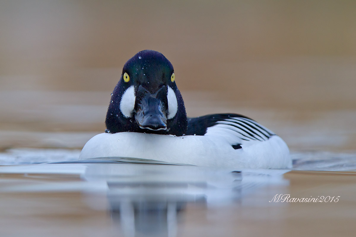 Quattrocchi, maschio adulto