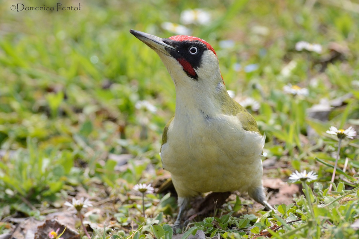 Green Woodpecker