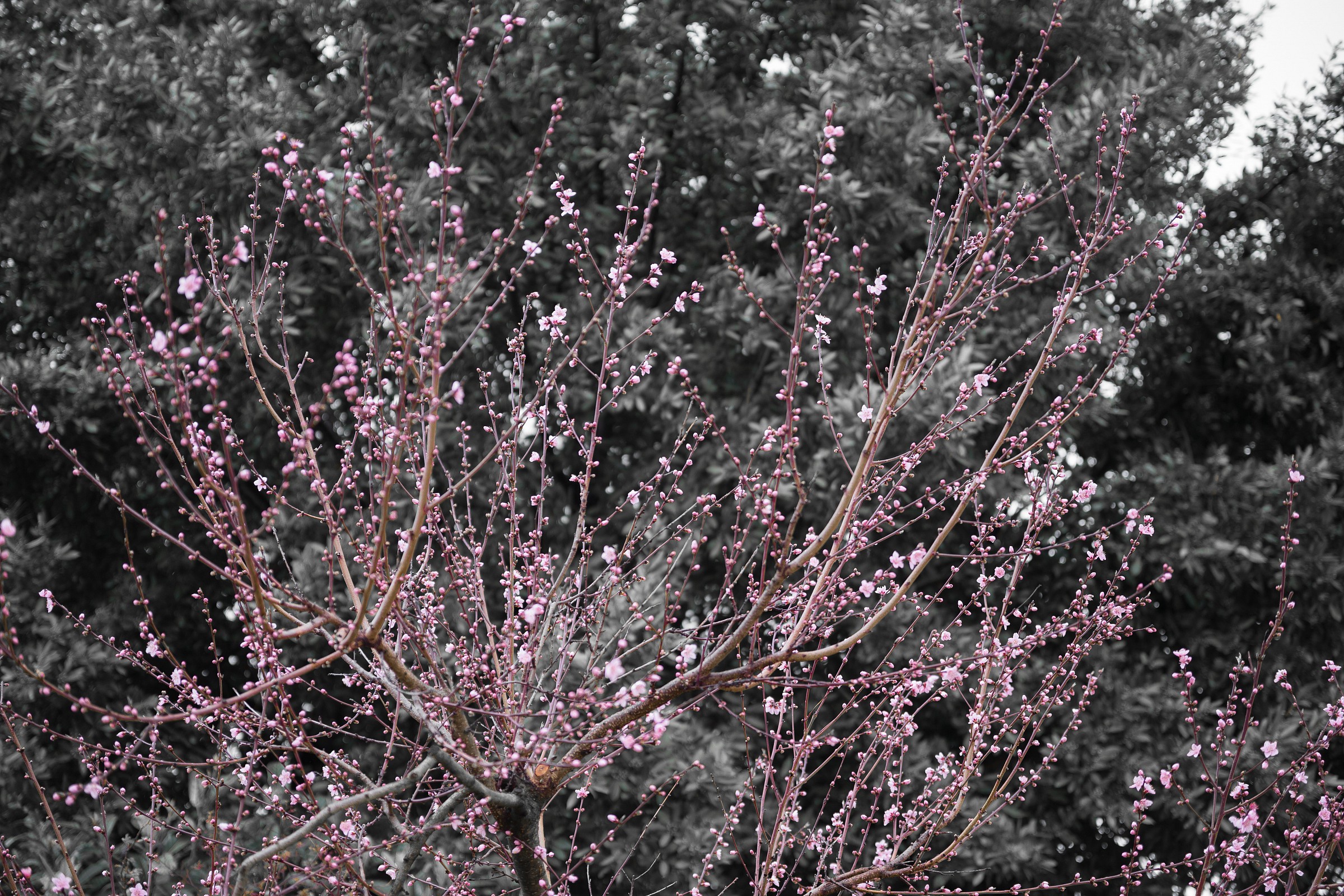 fiori rosa fiori di pesco