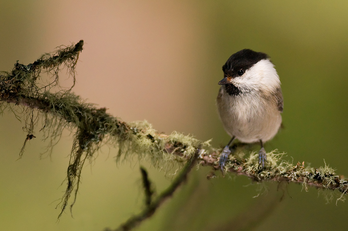Alpine Marsh Tit