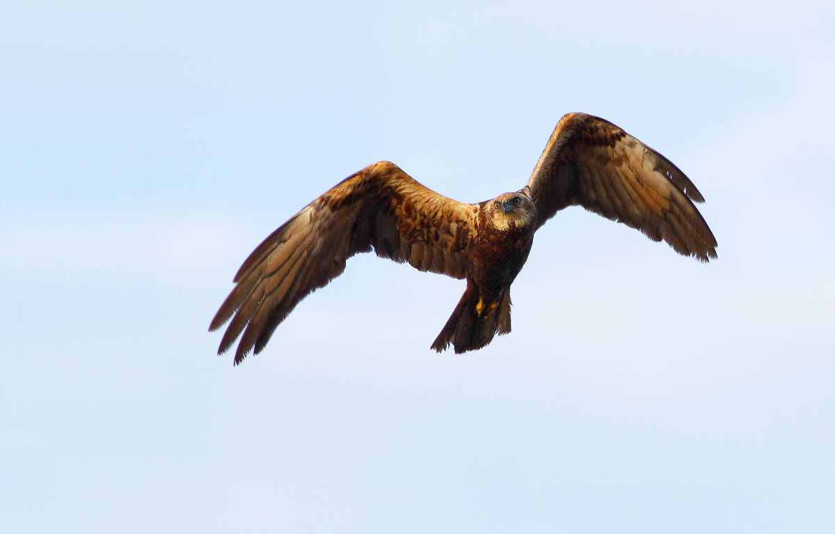 marsh harrier