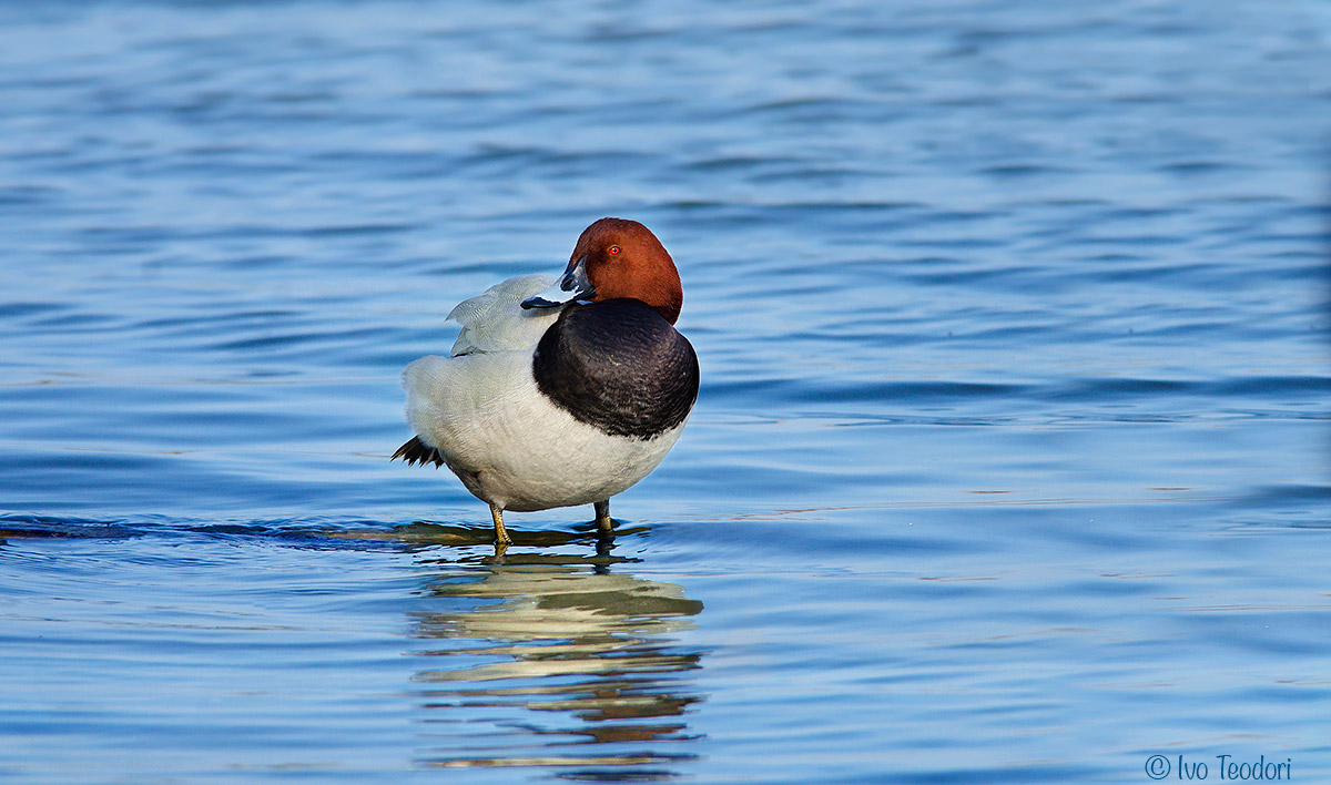 Pochard