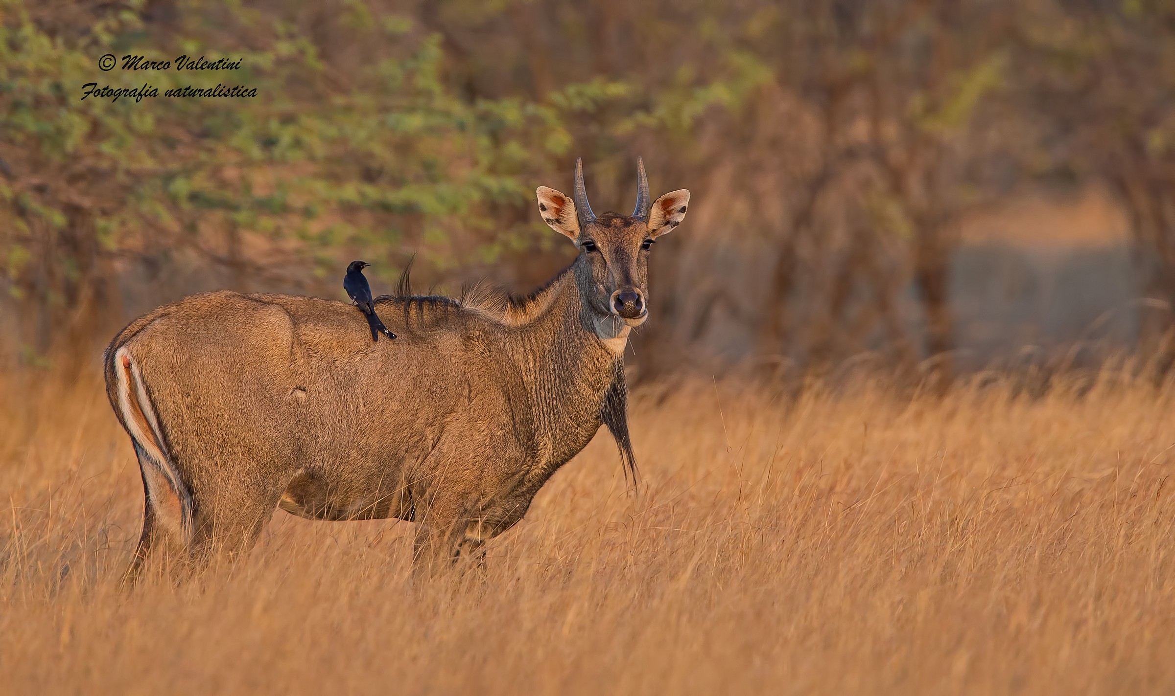 Nilgai al tramonto