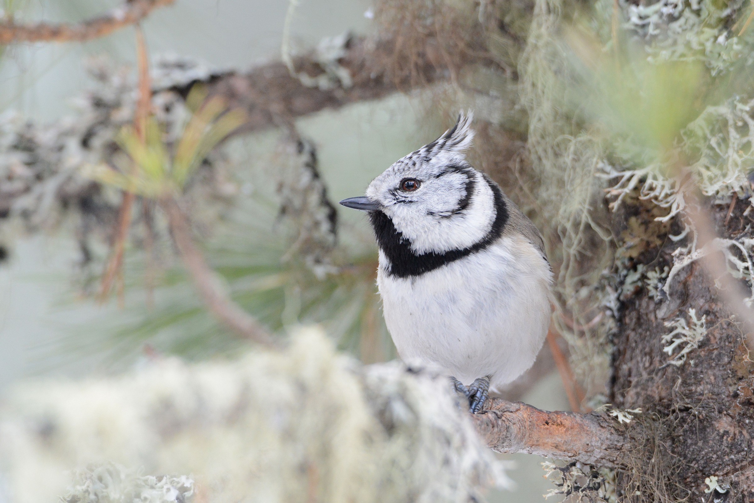 crested tit