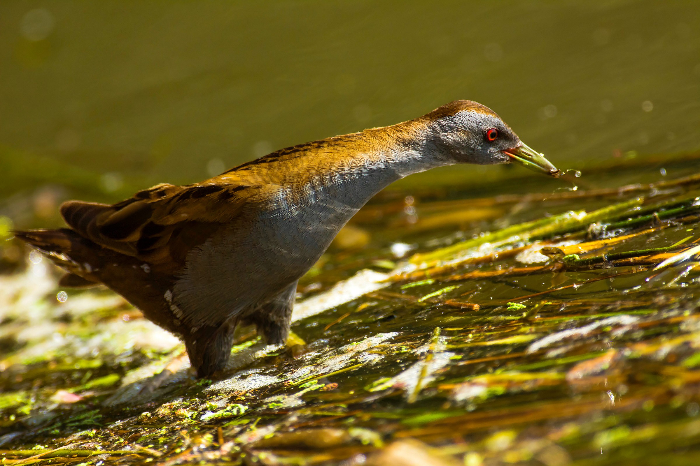 Little Crake