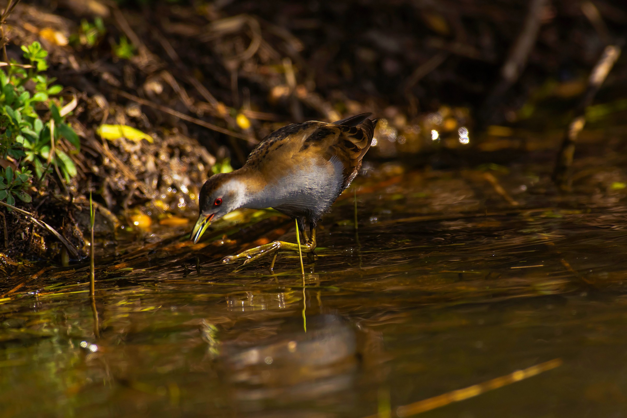 Little Crake