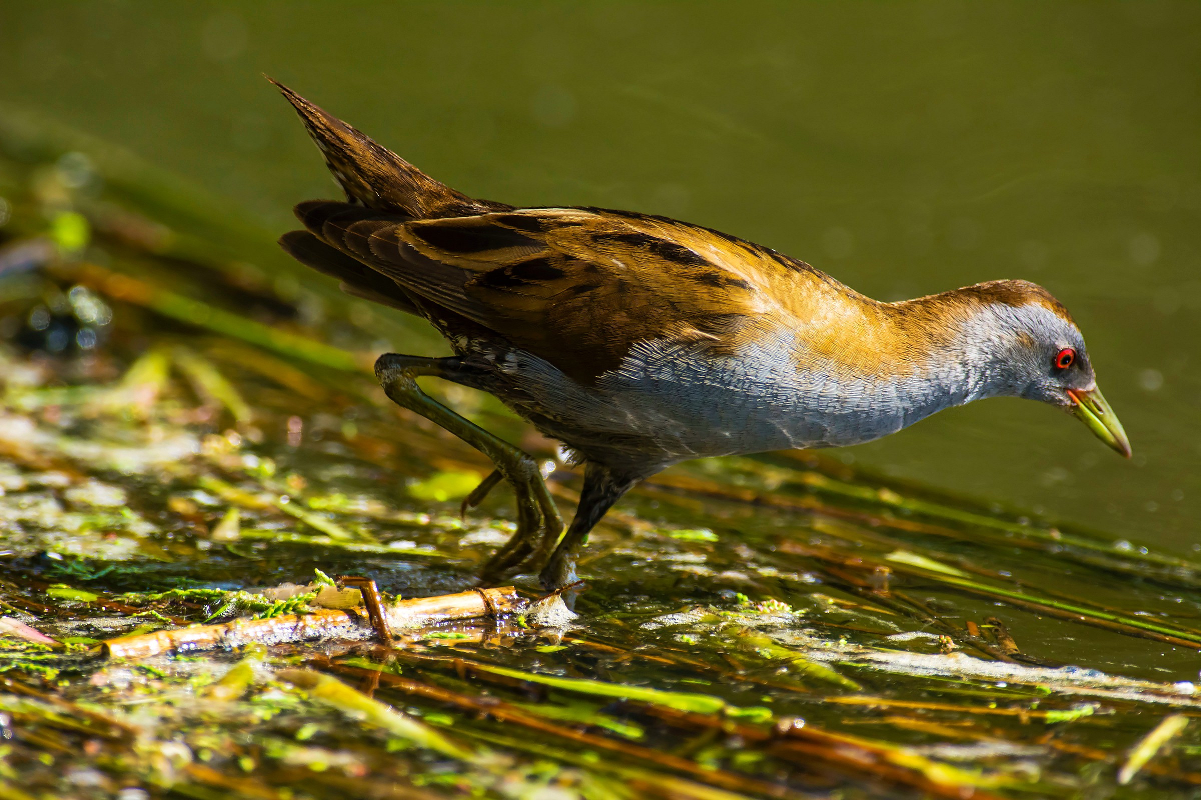 Little Crake