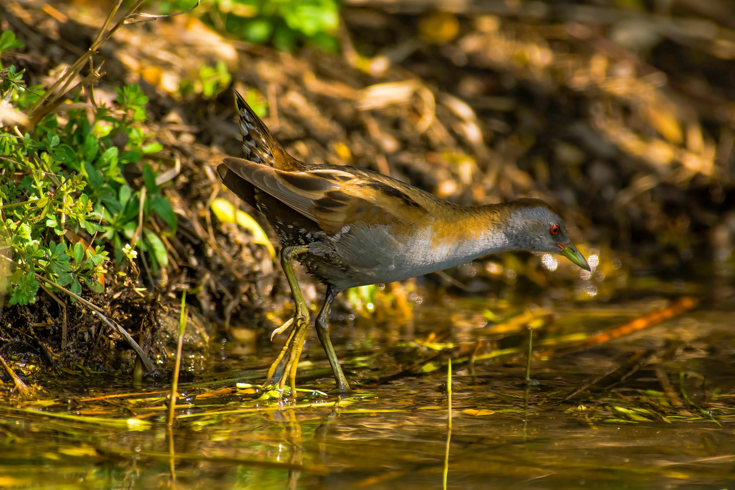 Little Crake
