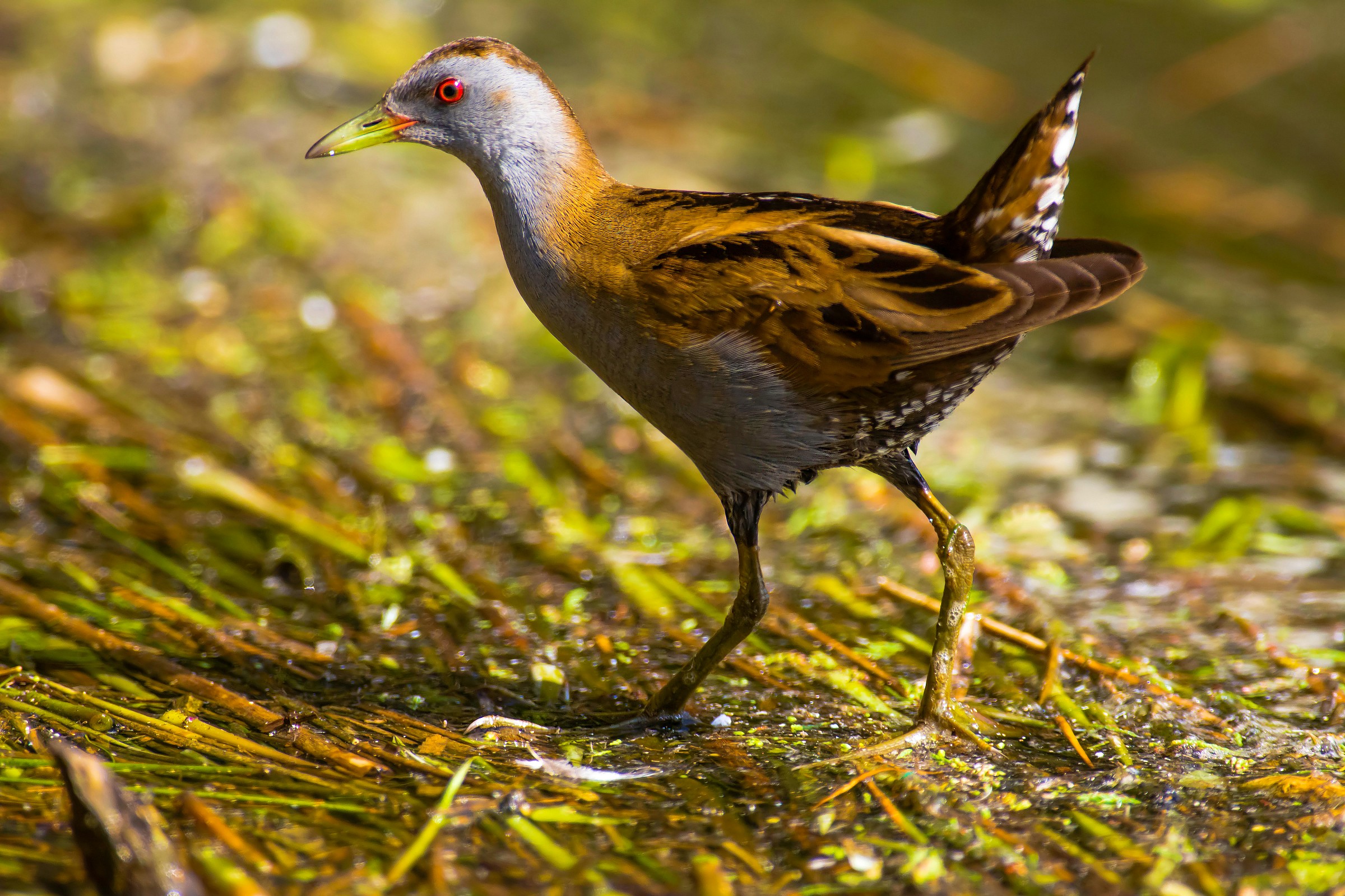 Little Crake