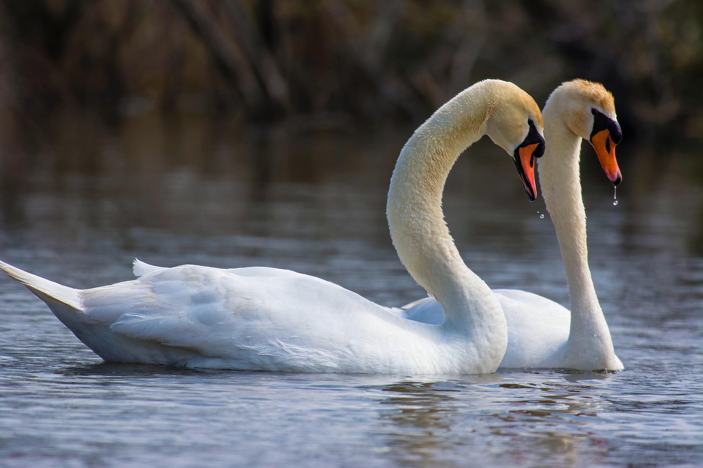 The Royal Wedding Swan
