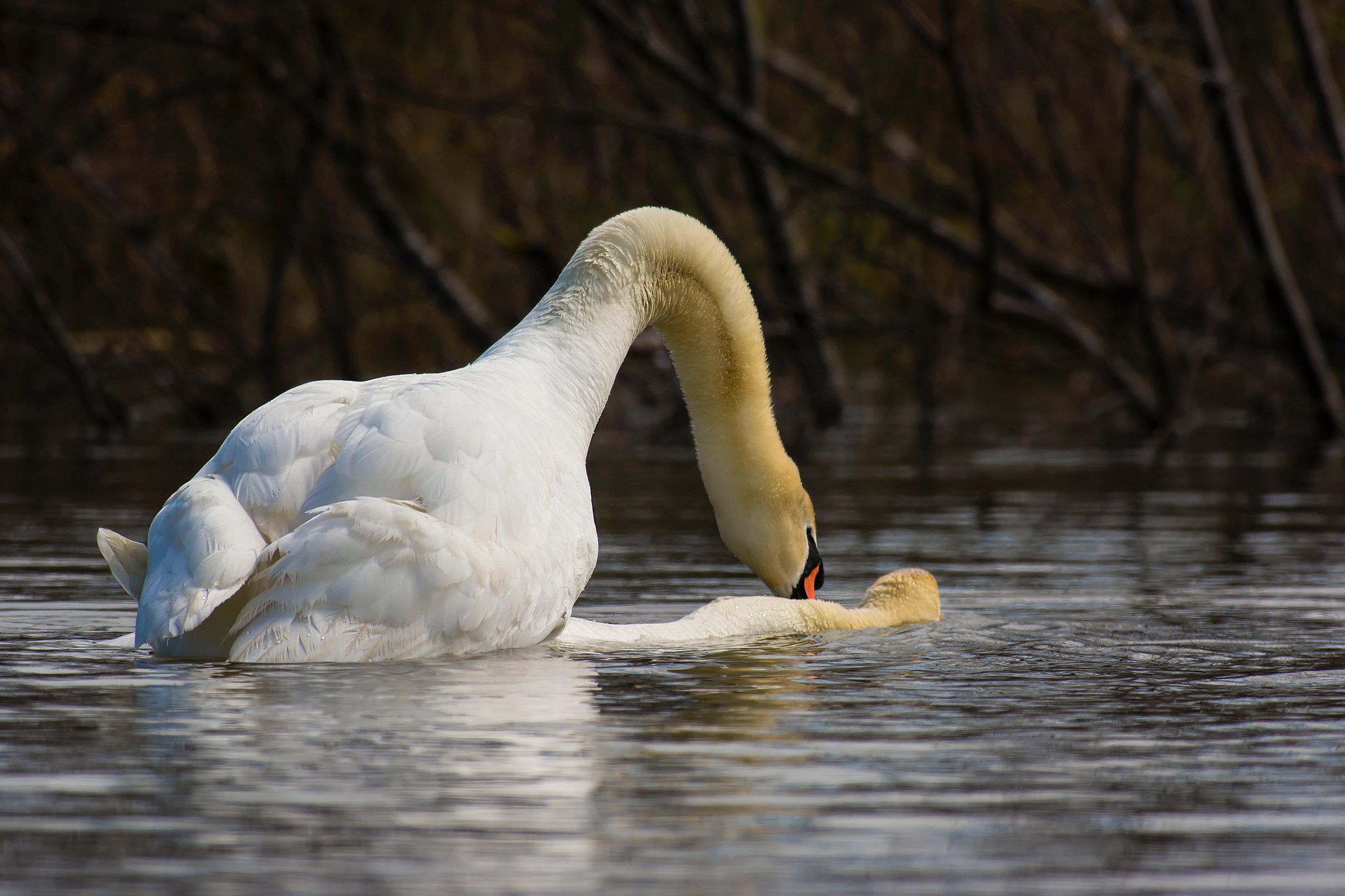 The Royal Wedding Swan