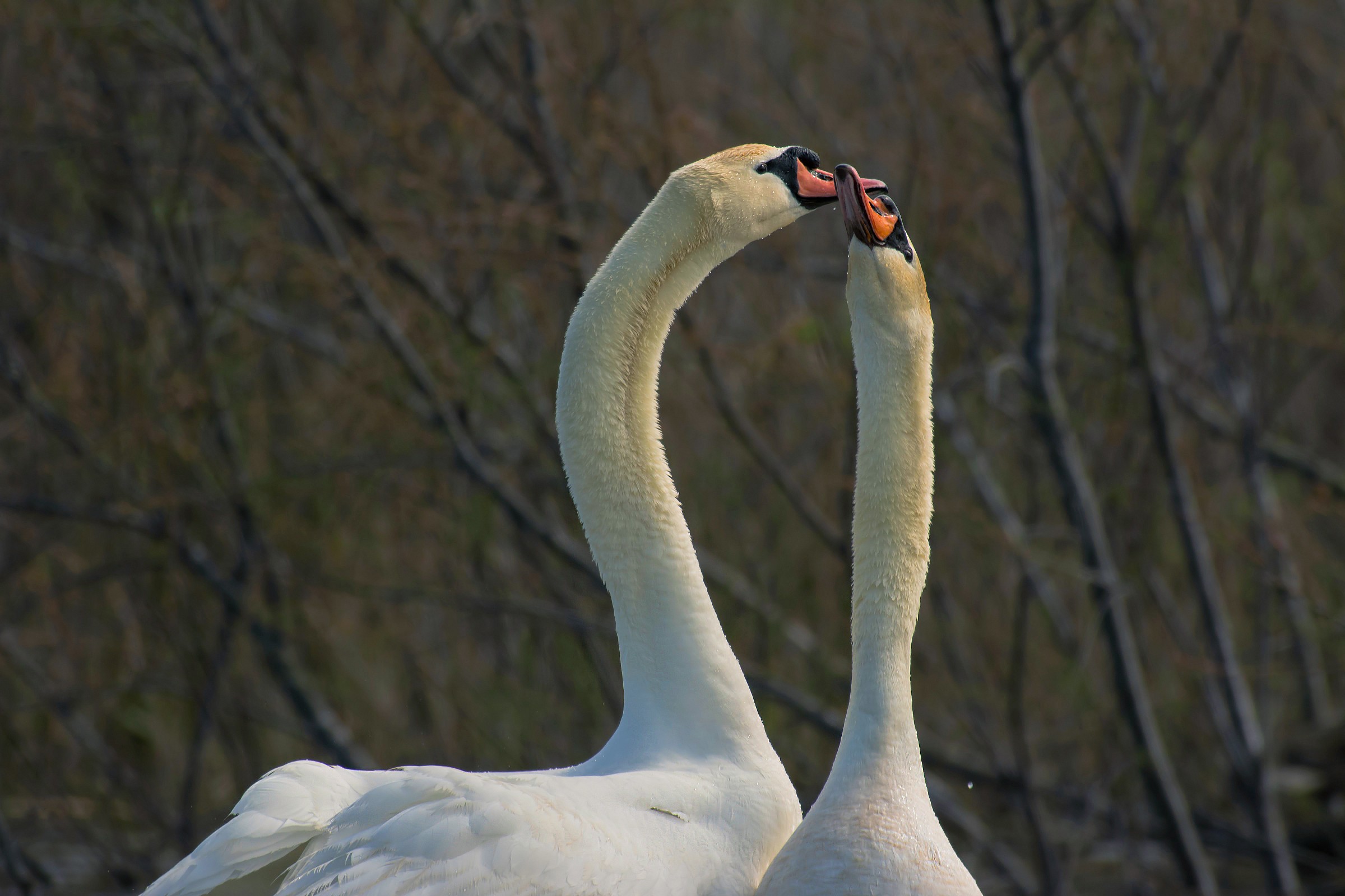 The Royal Wedding Swan