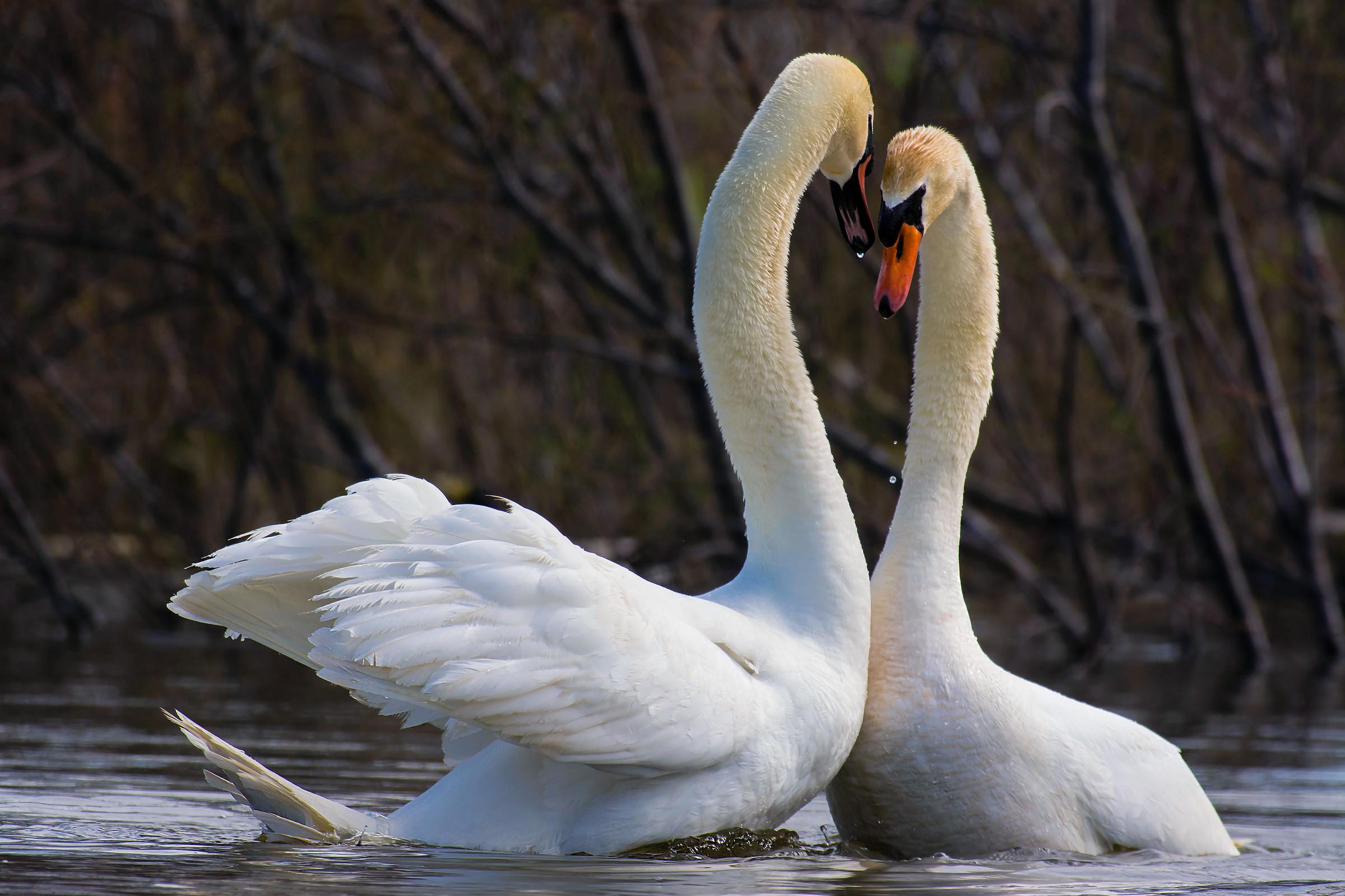 The Royal Wedding Swan