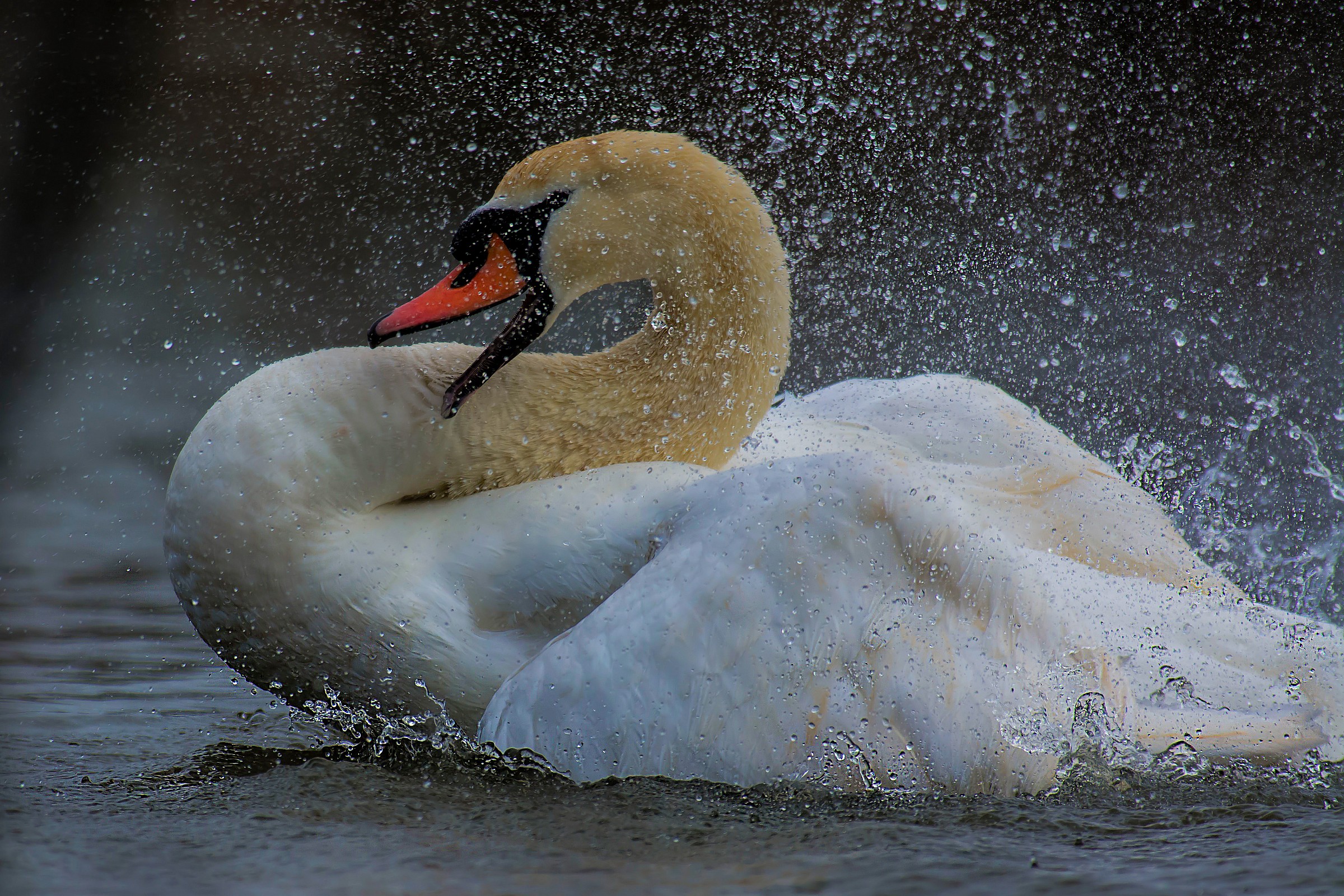 The bathroom of the Swan