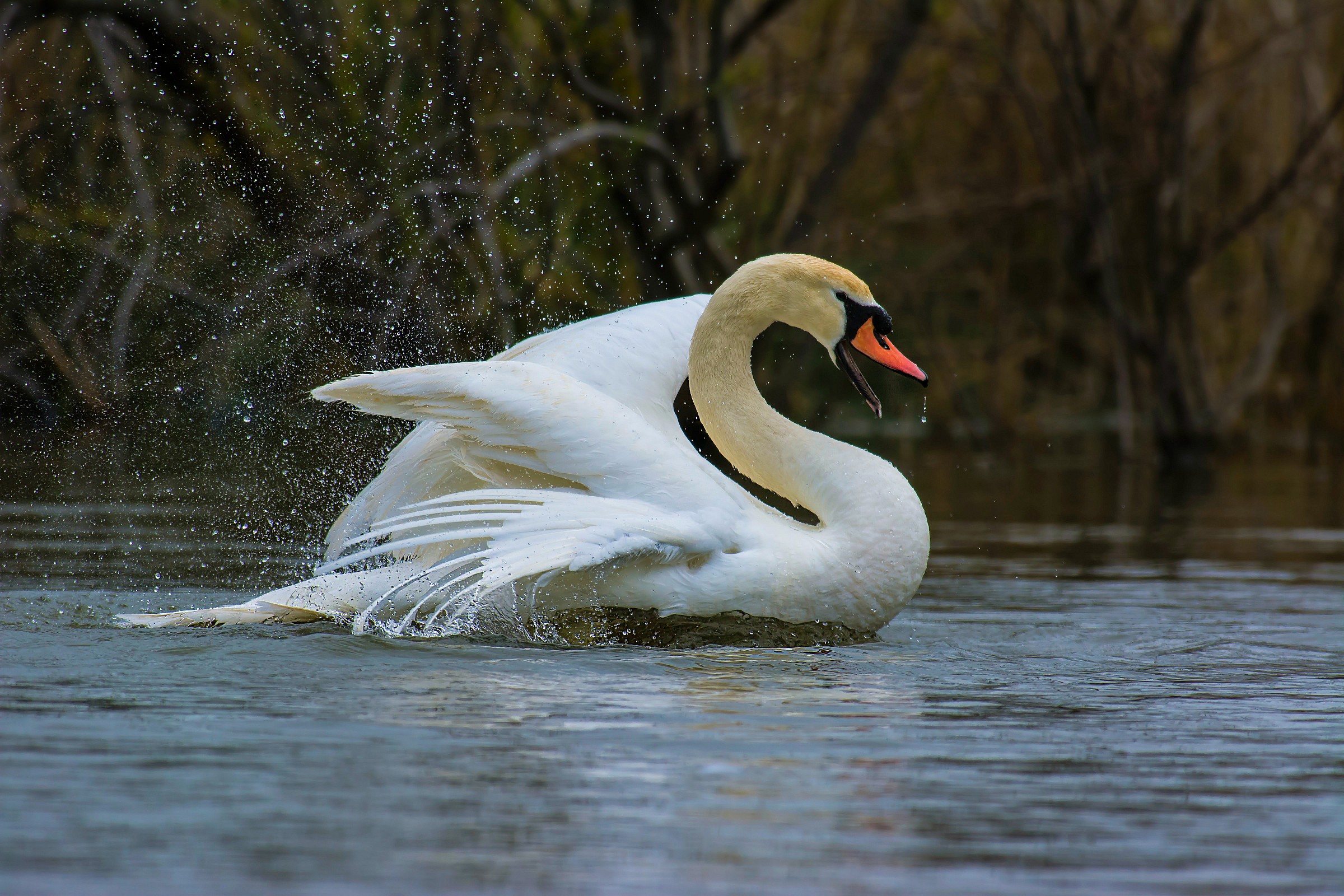 The bathroom of the Swan