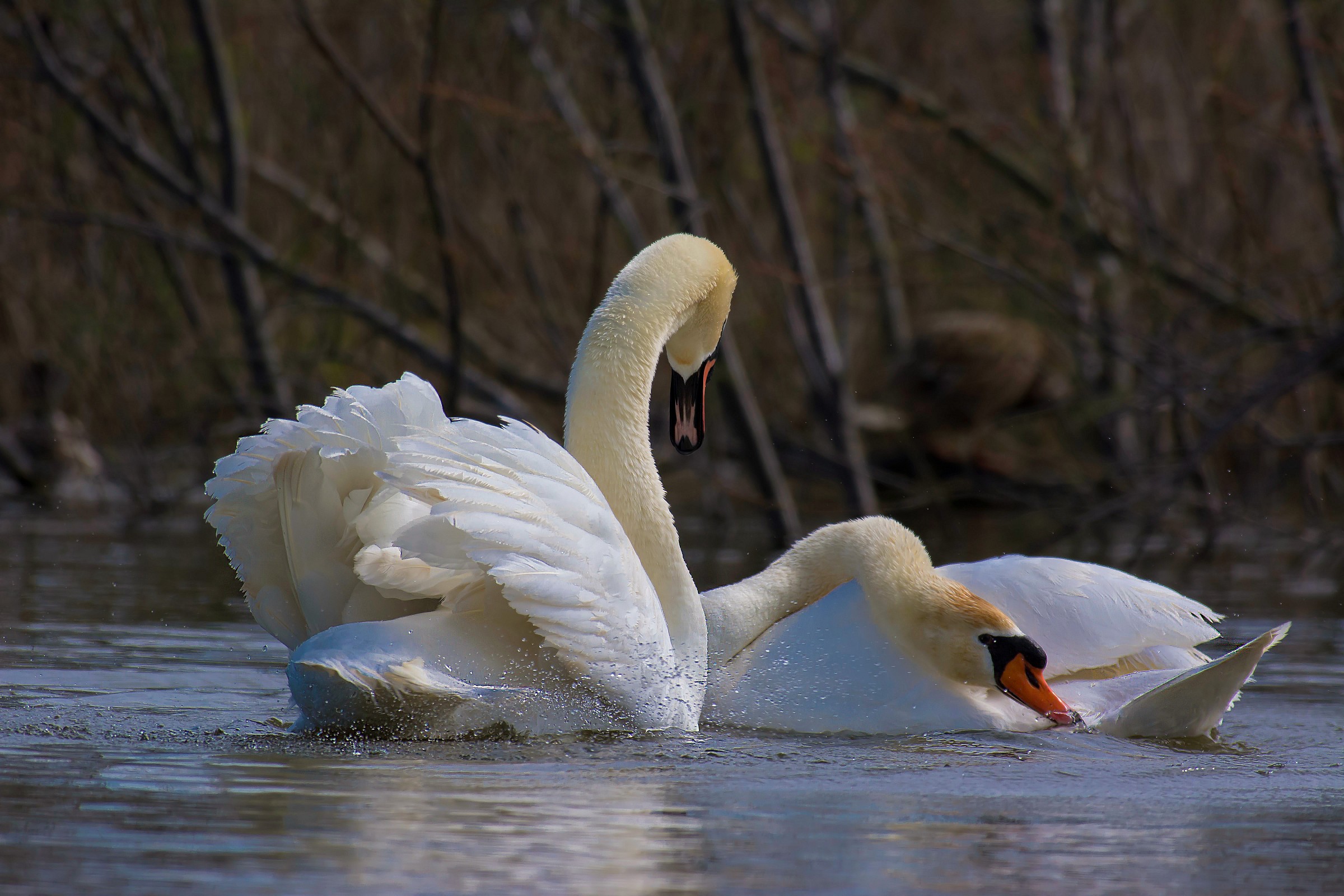Swans