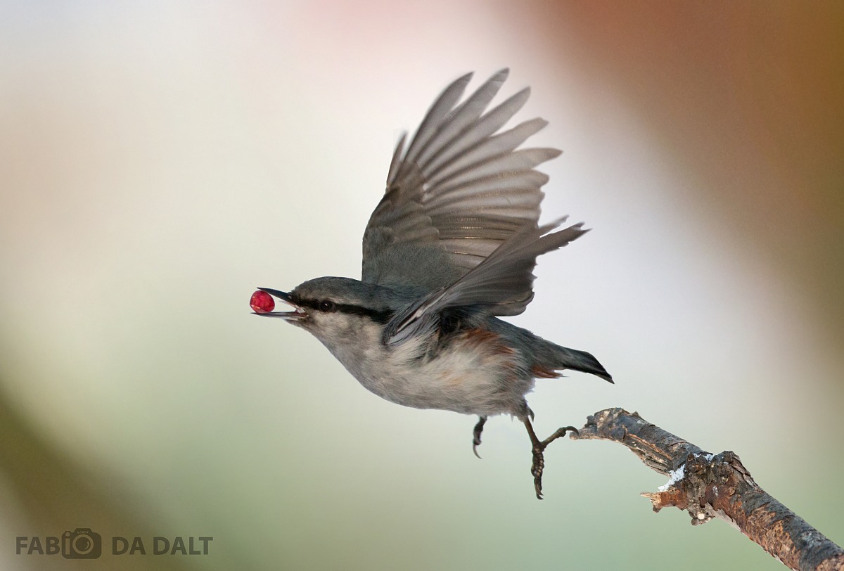 Nuthatch (Nuthatch European Asian)