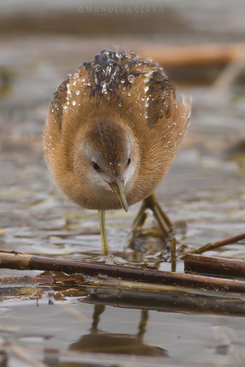 Schiribilla bagnata, schiribilla fortunata