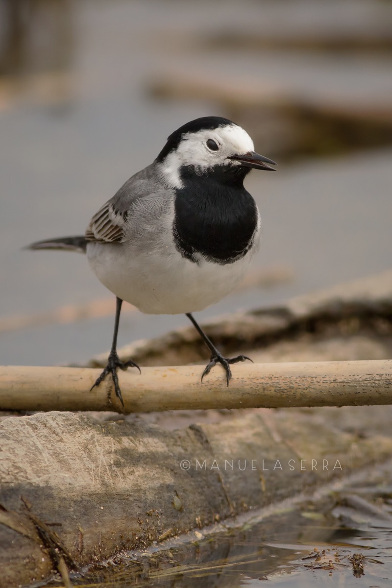 Ballerina arrabbiata