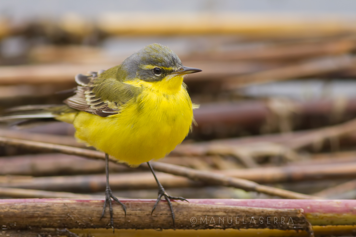 Cutrettola in formissima