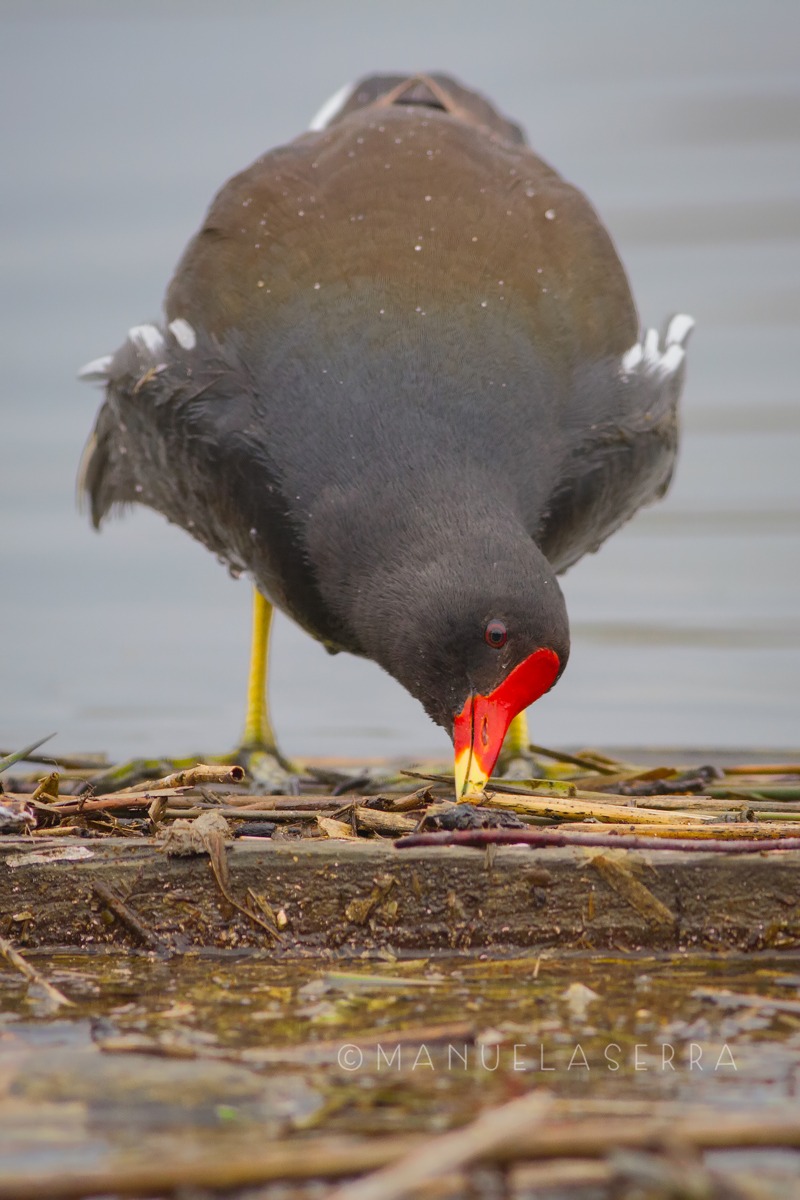 Gallinella arcobaleno