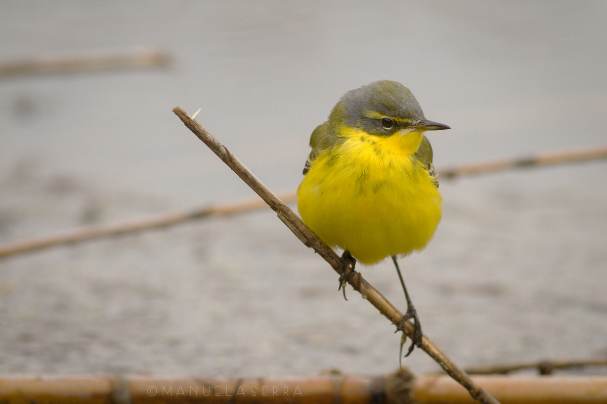 Cutrettola in scivolata