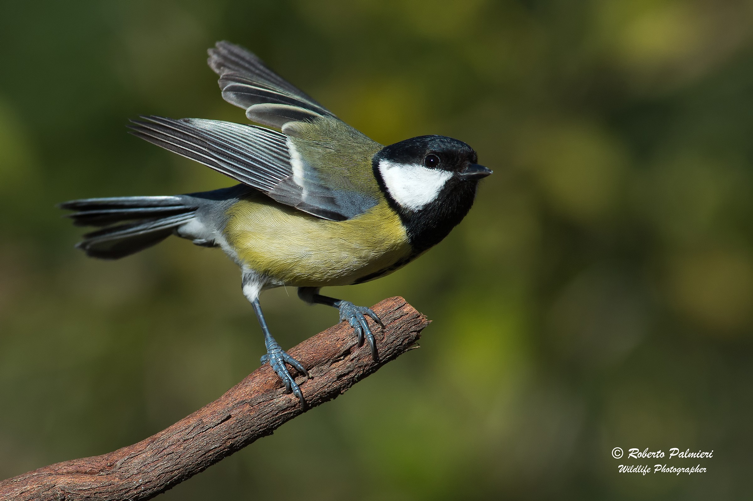 Great Tit