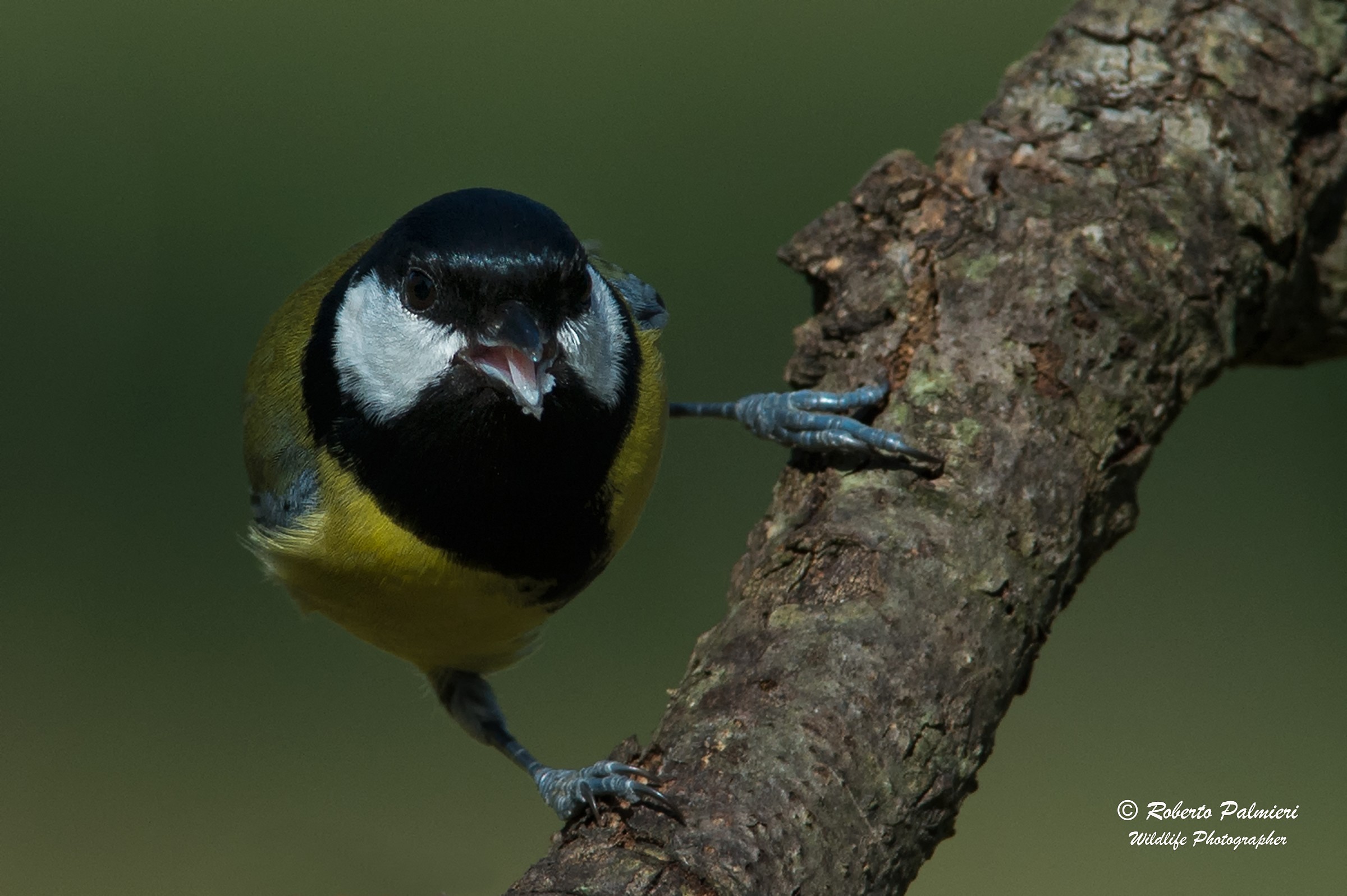 Great Tit