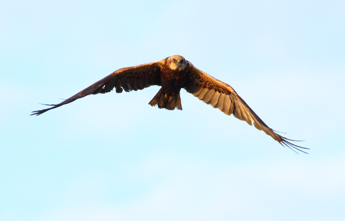 marsh harrier